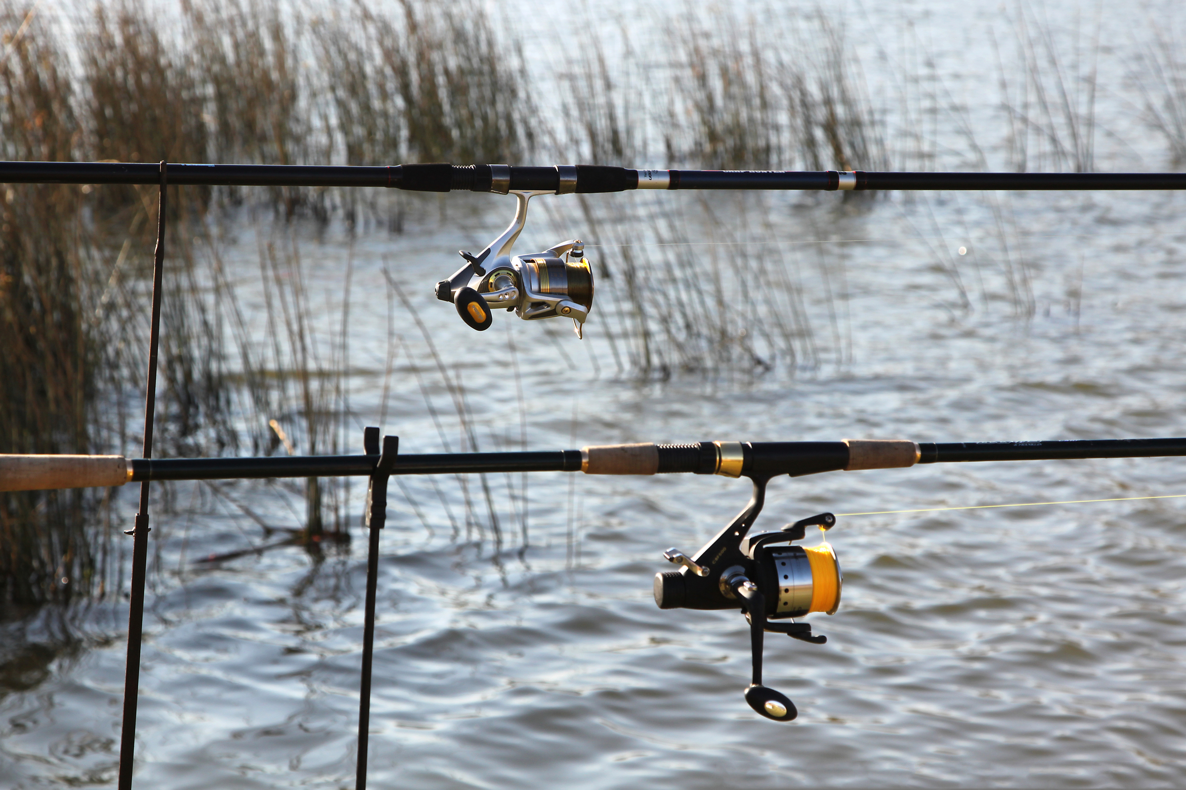 Goodbye, fish and chips? New England haddock imperiled by overfishing