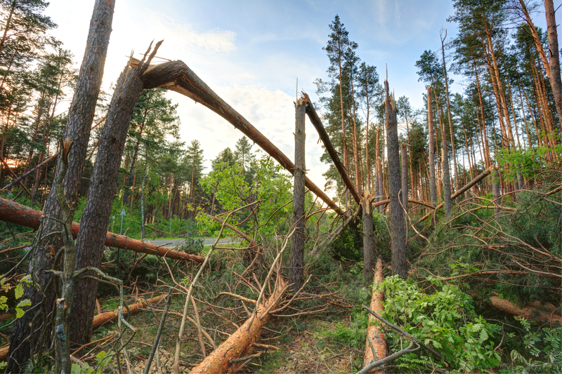 Tornado touches down in Roxbury
